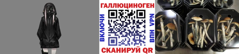 Псилоцибиновые грибы Cubensis  купить  цена  Петушки 